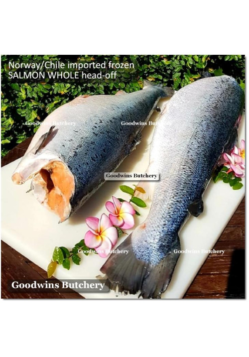Salmon Atlantic CHILE BONE-IN frozen WHOLE FISH HEAD-OFF +/- 28" 70cm 5kg (price/kg)
